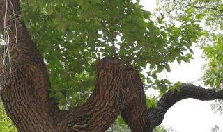 什么是降龙木 降龙木是什么树
